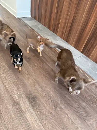 ✨ Magnifiques chiots Chihuahua Applehead issus de parents de haute qualité et testés pour la santé....