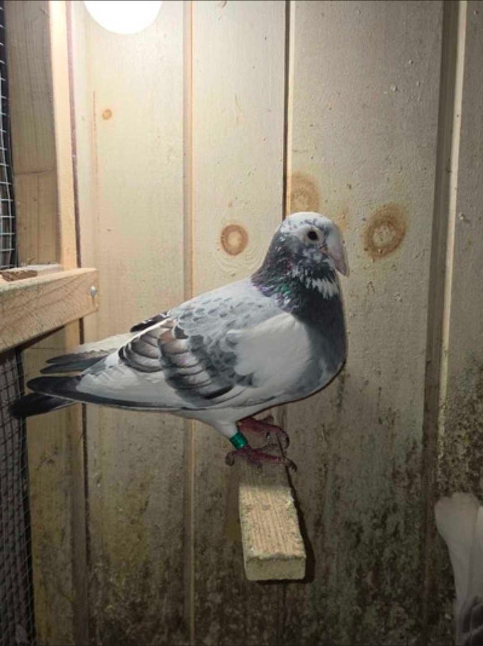 Racing pigeon | Birds for Rehoming | Markham / York Region | Free local ...