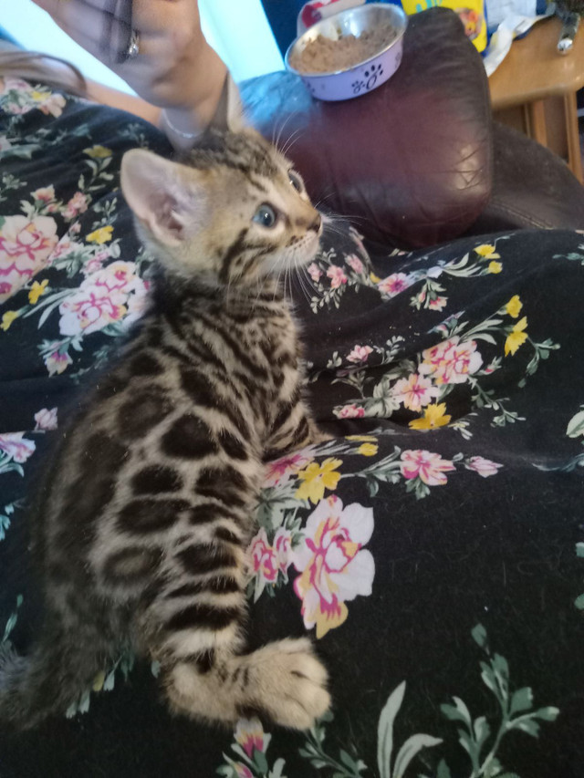 Bengal a vendre dans Chats et chatons à adopter  à Laval/Rive Nord