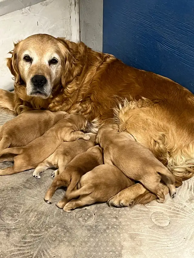 Golden Retriever Puppies in Dogs & Puppies for Rehoming in Strathcona County - Image 6
