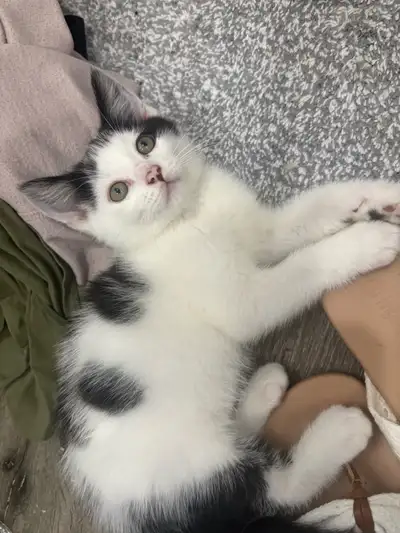 kittens to a good home, View more