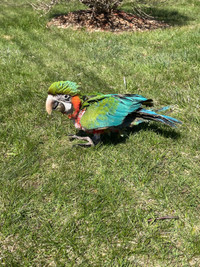 Two baby harlequin macaws 