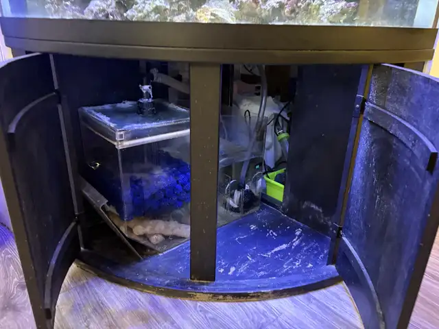 Aquariums and Salt fish for sale in Fish for Rehoming in Barrie - Image 11