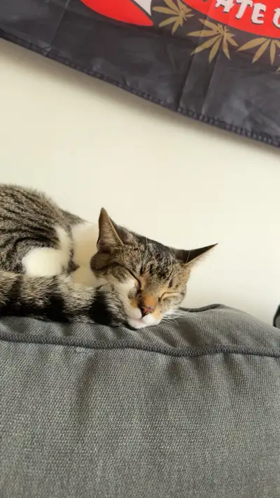 Bonjour je cherche une nouvelle maison pour ma petite Elsa. Elle a 8 mois non opérée et est super af...
