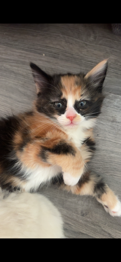 Kitten for sale, View more
