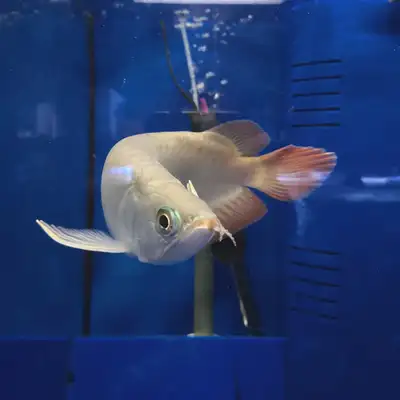 ISO Monstor fish around the Edmonton to red deer area, View more
