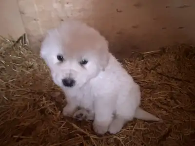 Great Pyrenees puppies for sale, View more