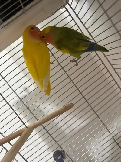 lovebirds one male and one female for sale with large cage , View more