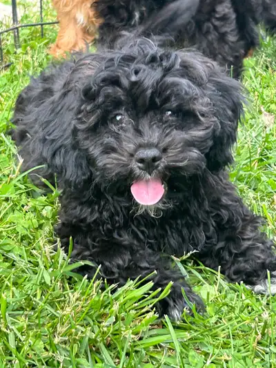 Shihpoo  Puppies Available, View more