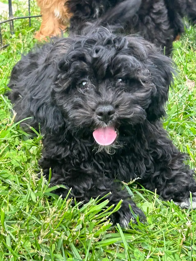 Shihpoo  Puppies Available in Dogs & Puppies for Rehoming in Owen Sound - Image 2