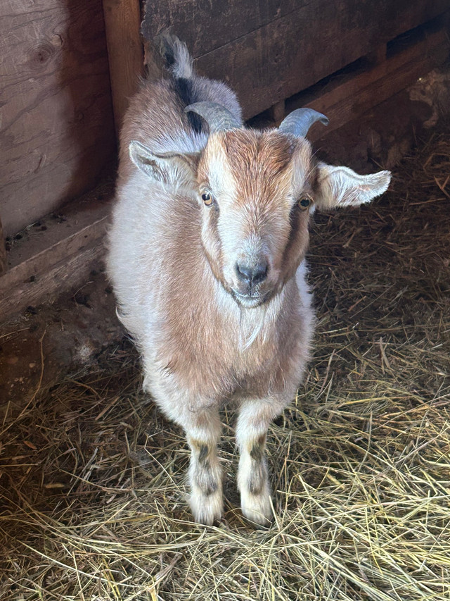 Chip the goat! Nigerian dwarf goat needs loving home! in Livestock in Saskatoon