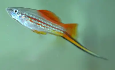 **Special** Neon Sunset Swordtails, View more