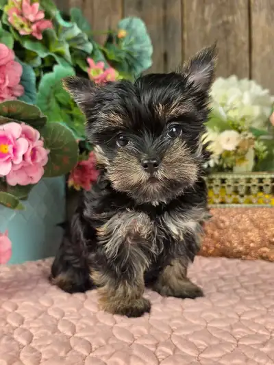 chiot Yorkshire, Yorki puppy, View more