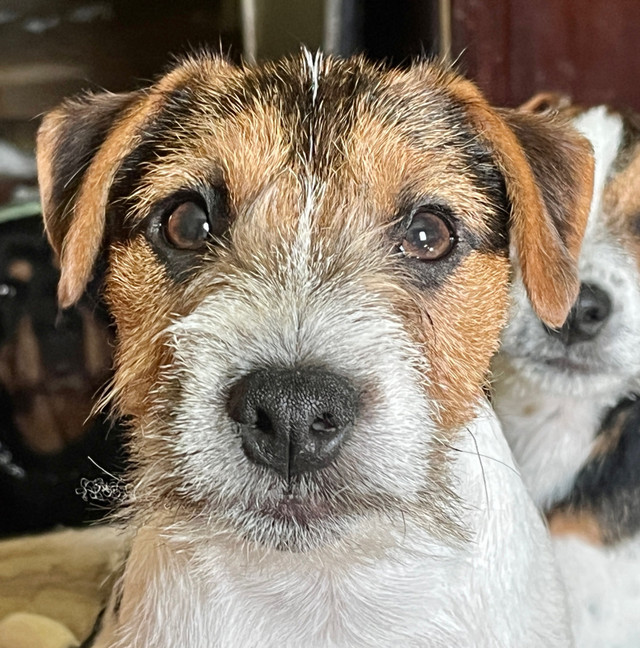 ADORABLE JACK RUSSELL TERRIER PUPPIES Dogs & Puppies for Rehoming Kawartha Lakes Kijiji