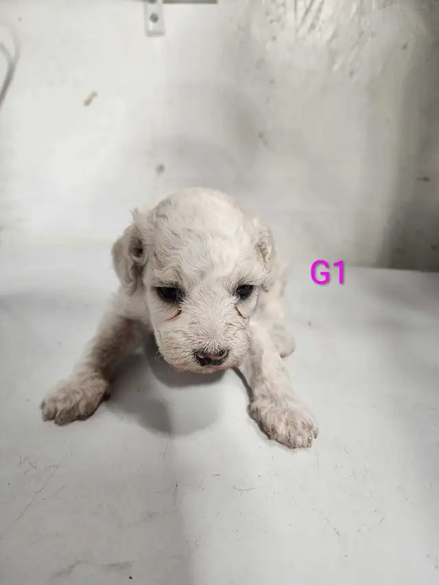 Small Poodles in Animal & Pet Services in Grande Prairie - Image 4