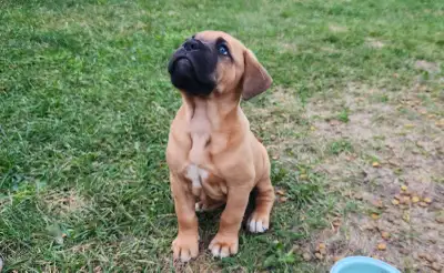 Chiots Bullmastiff Dogue de bordeaux, View more