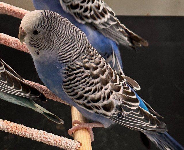Female Budgie- Wendy in Birds for Rehoming in City of Halifax