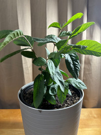 Guava Plants 3 pots available