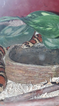 King Snake (Aquarium and Accessories Included)