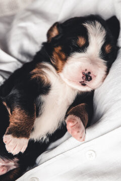 CKC Registered Bernese Mountain Dog Puppies in Dogs & Puppies for Rehoming in Winnipeg