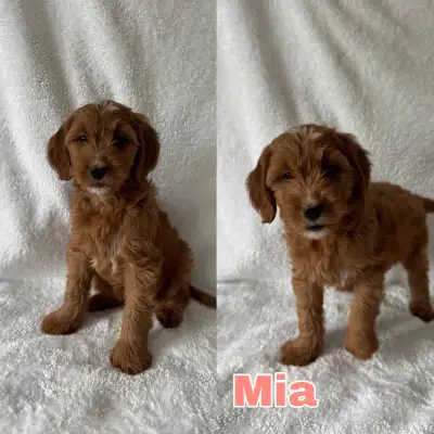 Our adorable mini Goldendoodle puppies are ready to join their forever families! 1 male and 1 female...