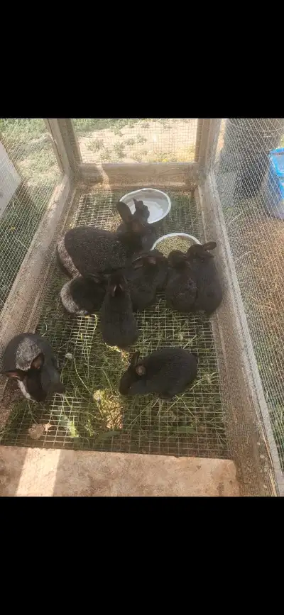 Purebred Silver fox rabbits, View more