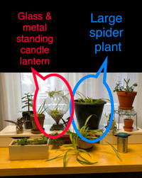 LARGE Spider Plant $12!! (Lowertown/downtown Ottawa)
