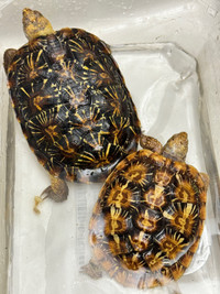 Pair of pancake tortoises (1M, 1F)