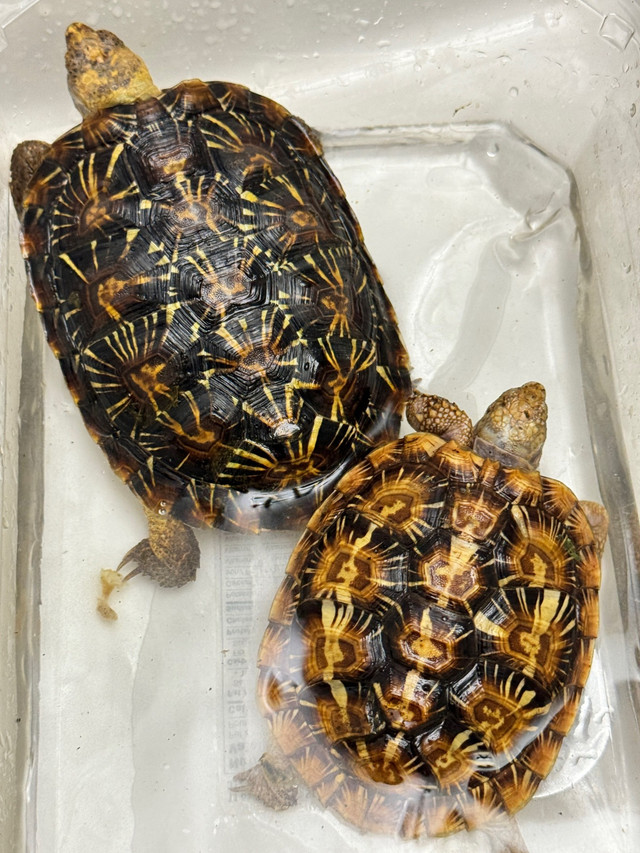Pair of pancake tortoises (1M, 1F) in Reptiles & Amphibians for Rehoming in Edmonton
