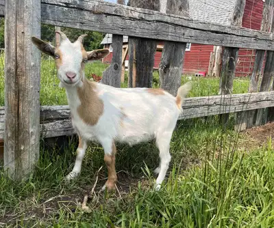 Nigerian Dwarf Doe, View more