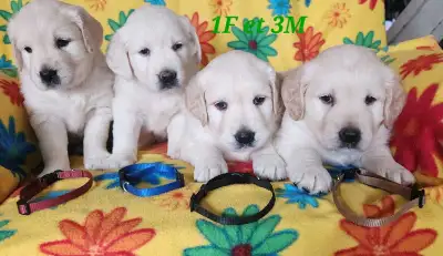 chiot Golden retriever, View more