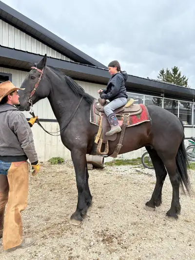 Percheron x Dutch Mare, View more