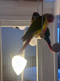Conures for sale with Very big cage and accesories