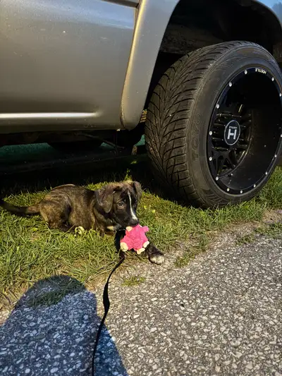 must rehome 10 week old puppy, View more