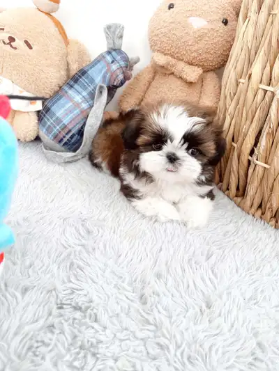Imperial size shihtzu boys, View more