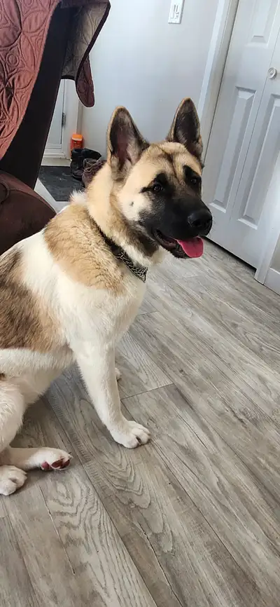 Jeunne Akita pure, View more