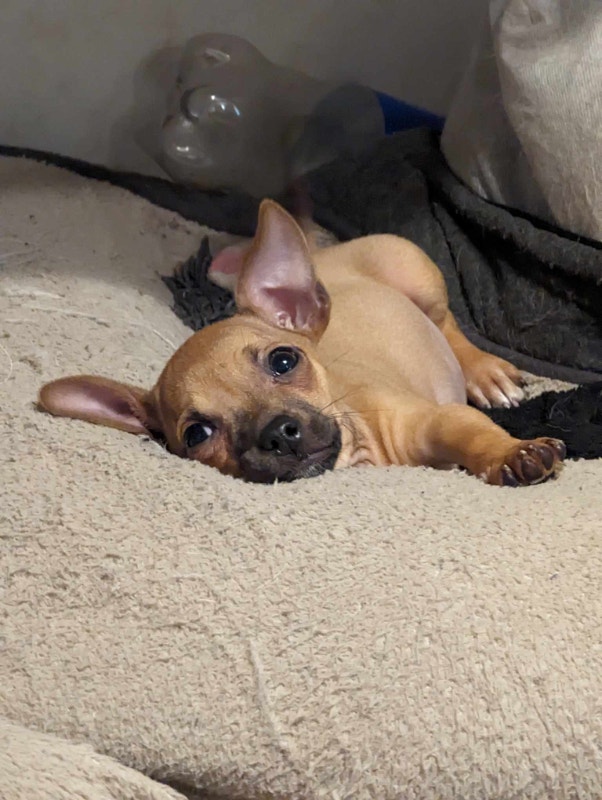 Sweet small breed puppies looking for forever homes! Dogs & Puppies