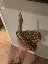 Male Hog Island Red Tail Boa