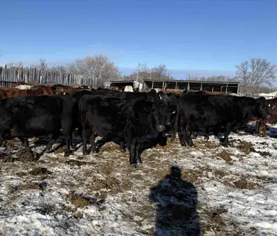 25 bred cows, View more
