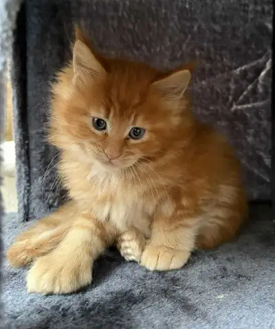 Fluffy Orange Maine Coon Kitten (Purebred Male), View more