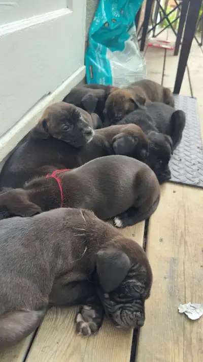 cane corso/ shepherd cross puppies, View more