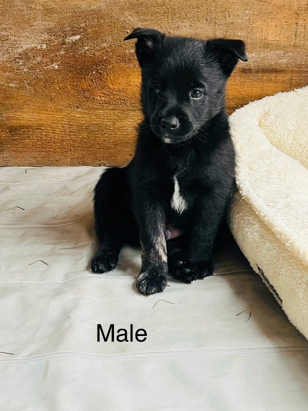 American Eskimo/ Australian terrier mix in Dogs & Puppies for Rehoming in North Bay
