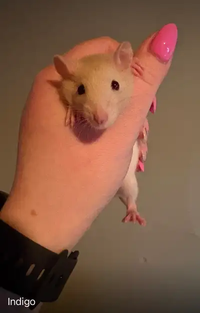 Matilda and her baby rats are looking for homes, View more
