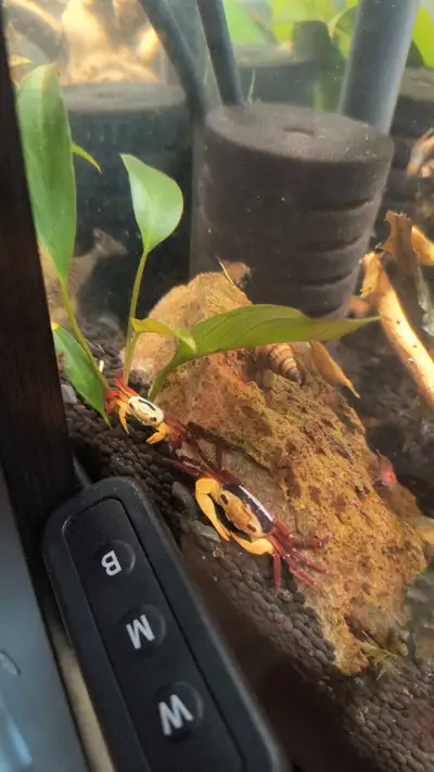 tri color boreo crabs, Voir plus