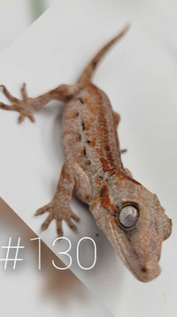 Unique Gargoyle Gecko Baby Available, Red and Orange Striped 