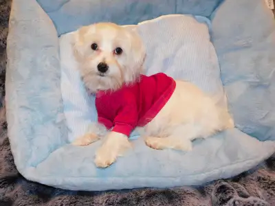 Chiots Morkie de disponible, View more