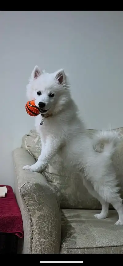 Miniature American Eskimo, View more