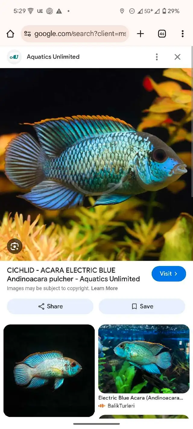 3x electric blue cichlid 1x Oscar and a angle fish for rehoming in Fish for Rehoming in Cambridge - Image 4