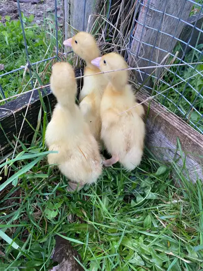Pekin ducklings , View more