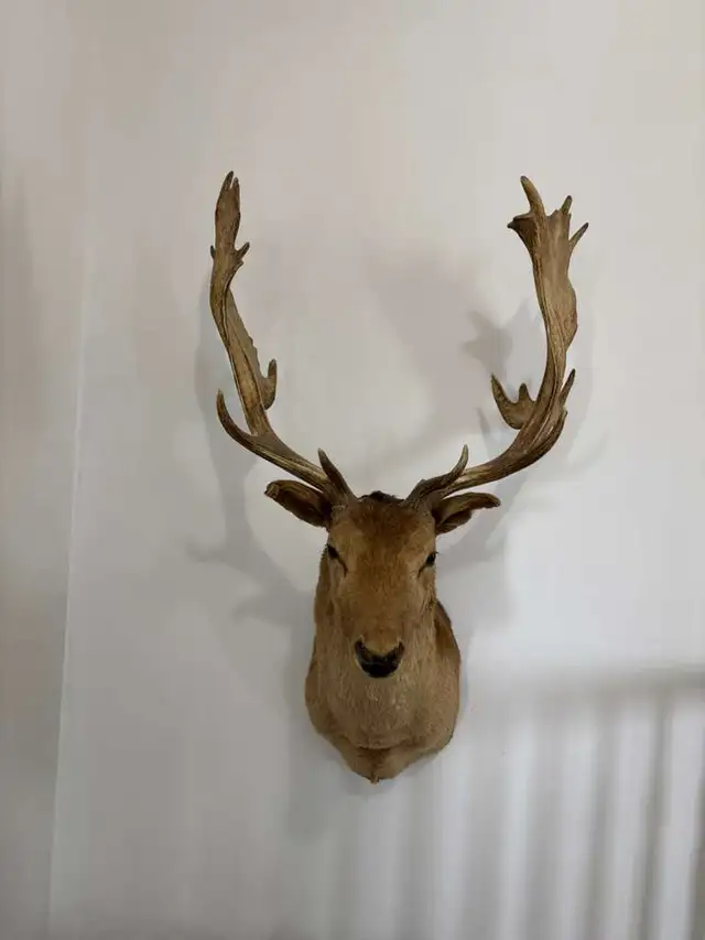 Deer Taxidermy Wall Mount in Arts & Collectibles in Ottawa - Image 3